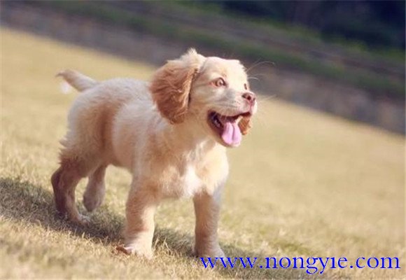 犬膿腫發病機理是什么
