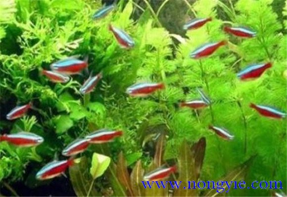 紅綠燈魚怎么養，紅綠燈魚的仔魚如何管理