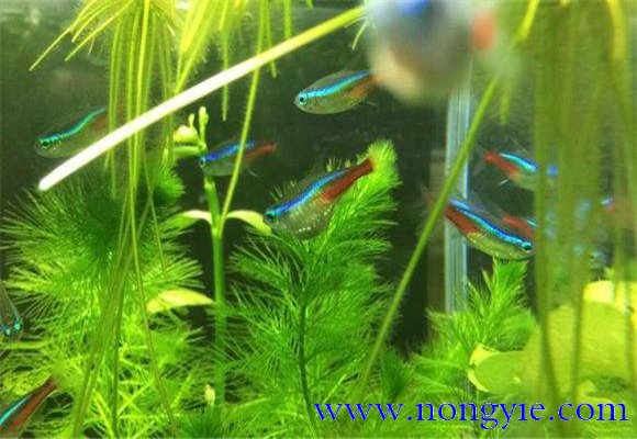 紅綠燈魚的壽命多長，紅綠燈魚養殖環境要求