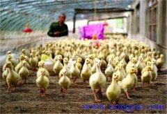 雛鵝溫度控制要求及其在飼養中的溫度控制方法