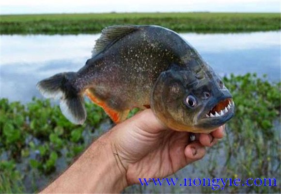 虎魚壽命有多長？