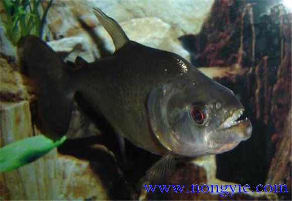 虎魚怎么養最好？