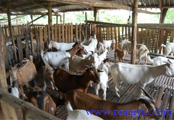 如何提高舍飼養羊的經濟效益
