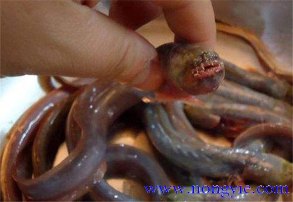紅狼牙鰕虎魚能吃嗎？
