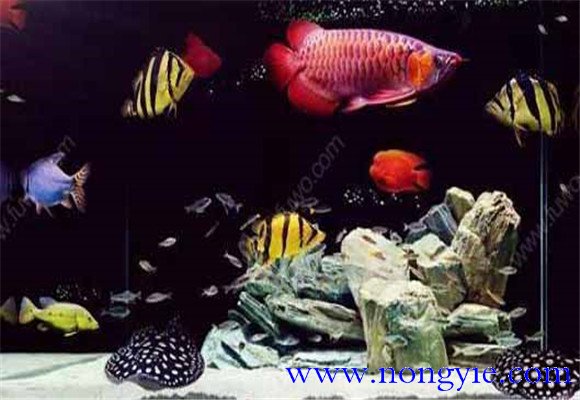 虎魚能和龍魚混養嗎？