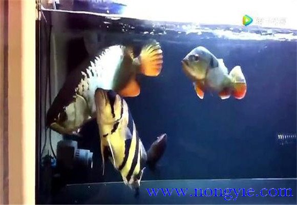虎魚和龍魚怎么混養？