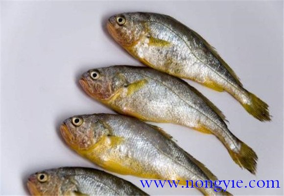 黃花魚是不是海魚？