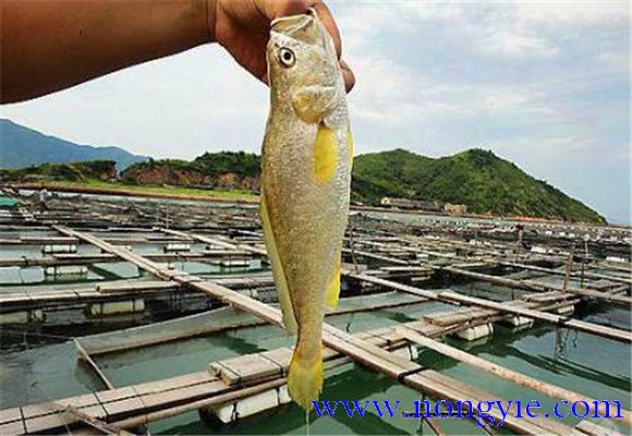 黃花魚能人工養殖嗎？
