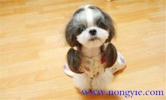西施犬的體貌特征 現在西施犬為什么沒人養了