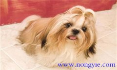西施犬怎么養 西施犬如何飼養與管理