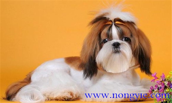 西施犬如何飼養與管理