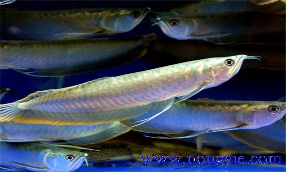 銀龍魚能長多大？