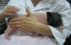豬輪狀病毒性腹瀉癥狀有哪些，怎么治療?