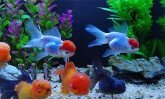 熱帶魚對水溫的要求，對水質有哪些特殊要求