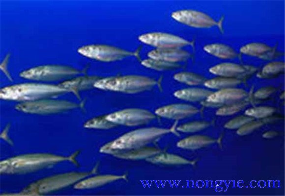 沙丁魚和金槍魚的科屬區別