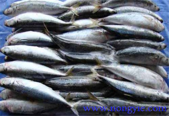 沙丁魚和金槍魚的產地區別
