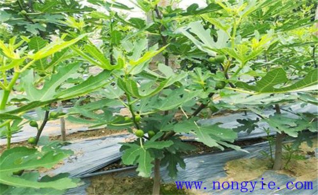 無花果的生態習性