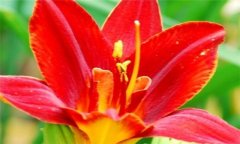 紅花的功效與作用 紅花的營養、功效、用法