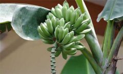 香蕉分類 你知道香蕉分幾種嗎？