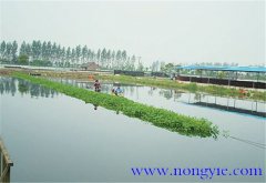 養魚如何節省飼料的九個小妙招