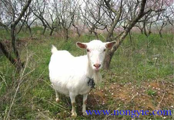 母羊懷孕前期的飼養