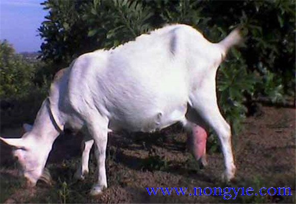 母羊懷孕后期的飼養