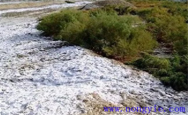 土地鹽漬化和土地鹽堿化的區別