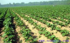 牛蒡的栽培時間與種植技術要點、步驟