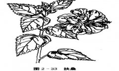 扶?；ㄔ趺答B，盆栽扶?；ㄔ趺答B才能開好花