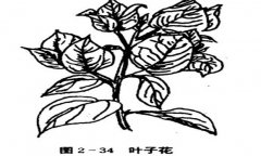 葉子花（三角花）如何養殖