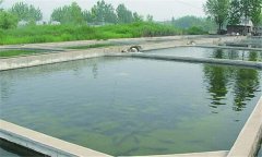 什么樣的魚塘適合培育魚苗？