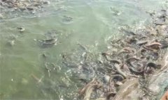 魚浮頭的原因是什么 一旦發生應采取怎樣的措施