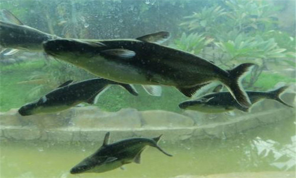魚苗養殖