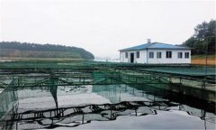 如何利用豆漿培育魚苗？