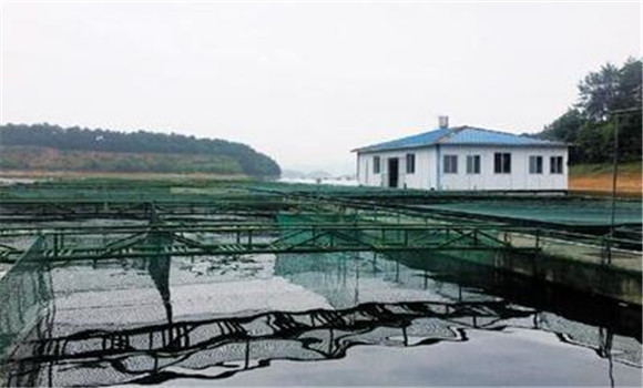 用豆漿培育魚苗