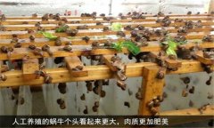 蝸牛怎么養 人工蝸牛養殖應注意哪些問題？