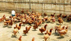 雞傳染性鼻炎的癥狀、病原及治療方法