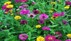 溫室如何培養非洲菊 溫室內栽培非洲菊的技術