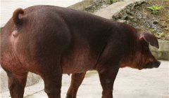 怎樣養好種公豬，種公豬的飼養管理技術要點