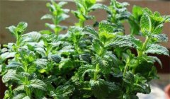 留蘭香種植方法簡介，怎樣栽培留蘭香