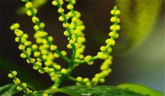 珠蘭花的養殖方法簡介 珠蘭花盆栽技術要點
