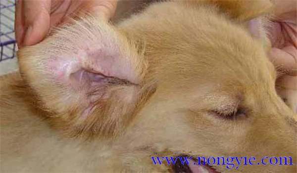犬瘟熱傳染人嗎？