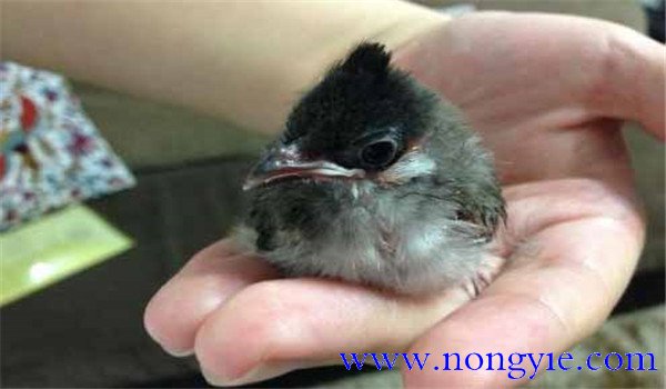 合理飼養雛鳥
