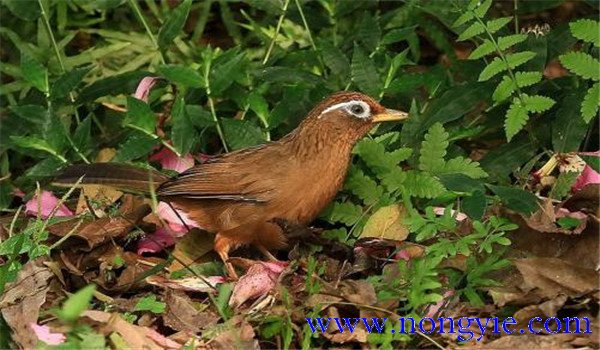 養鳥需要注意什么