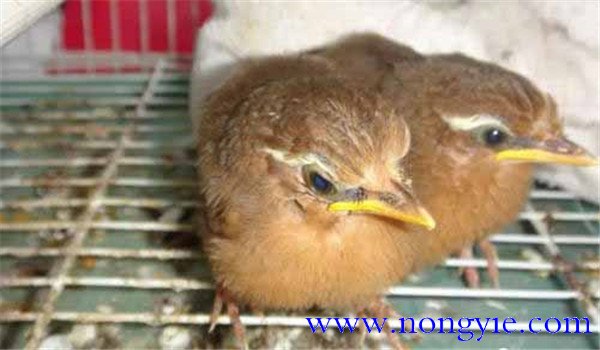 家庭養鳥注意事項