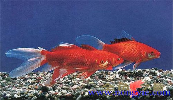 金魚怎么養才能活得長久