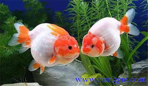 金魚怎么養才不會死