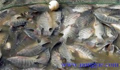 羅非魚放養密度多少合適 羅非魚飼養管理技術要
