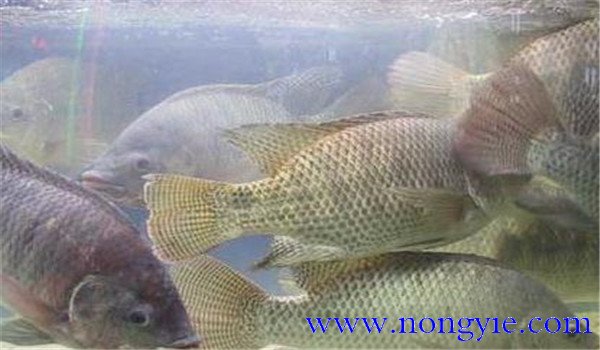 羅非魚飼養管理技術要點