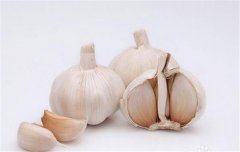 蒜黃的種植要點：播種前如何選擇和處理蒜種？